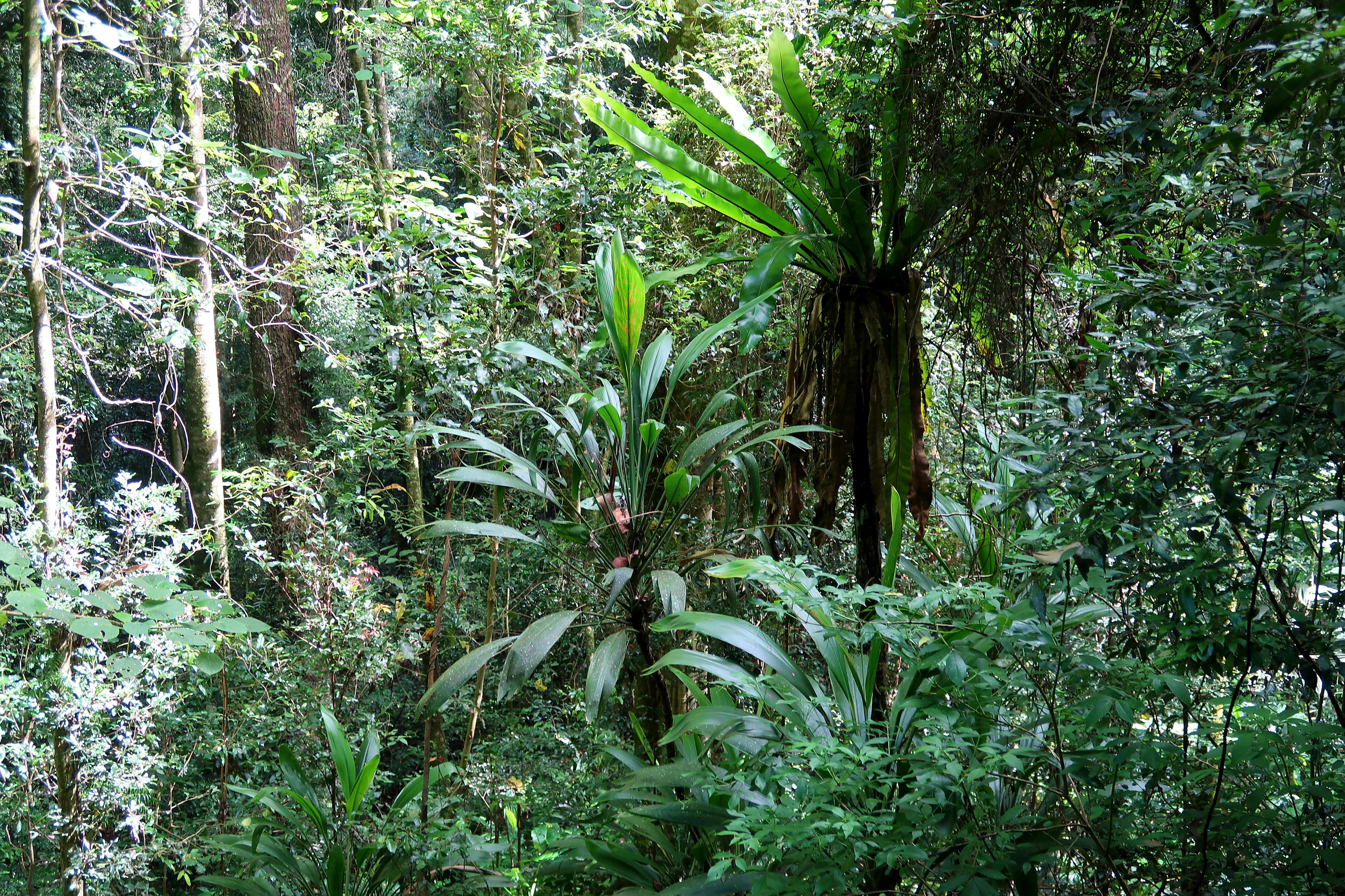 Bird Nest Ferns Lamington NP