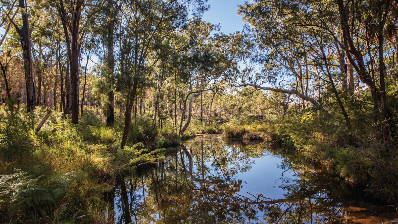 Blackdown Tableland National Park