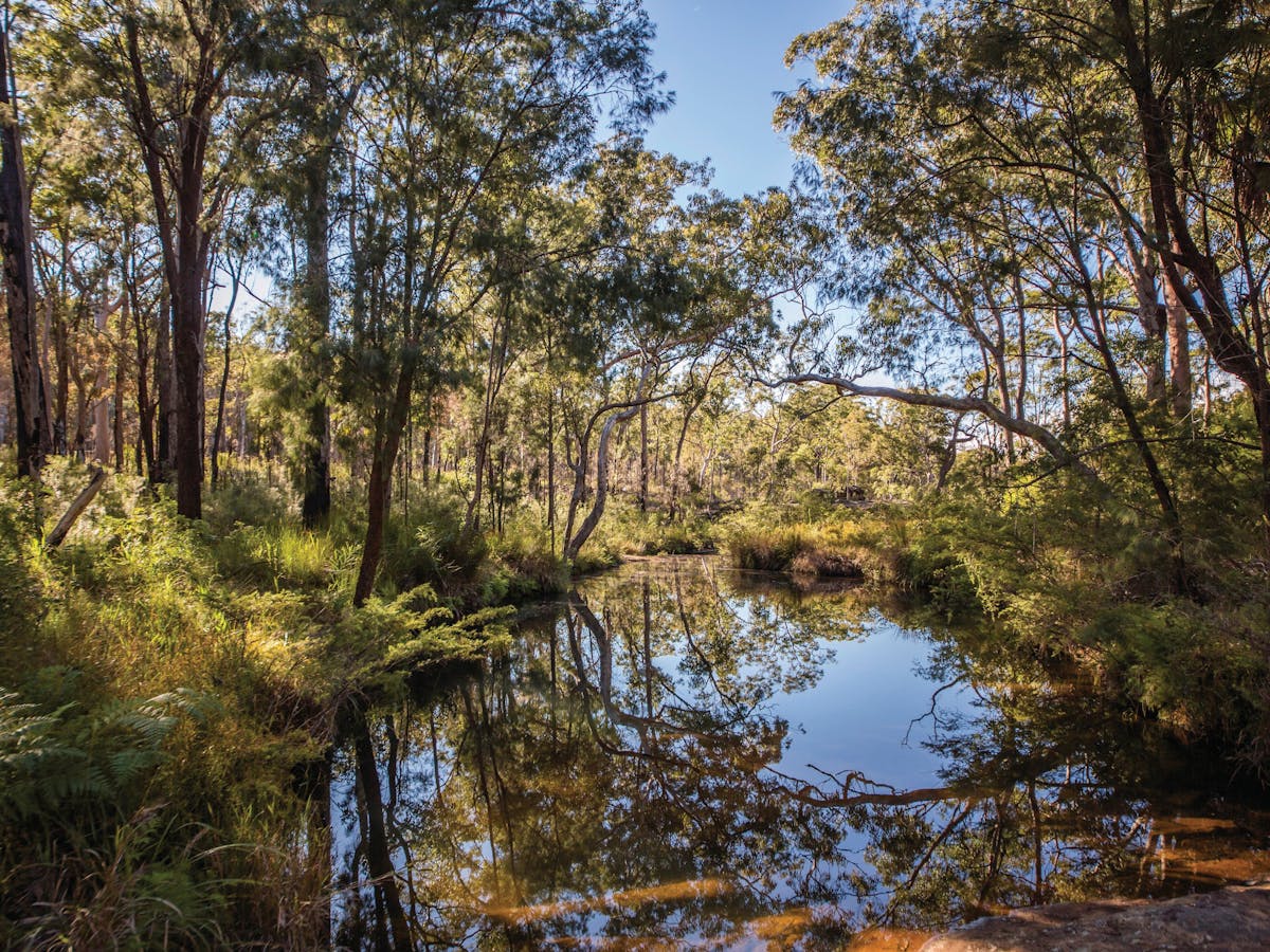 Quiet pool in creek fringed by open forest, Blackdown Tableland
