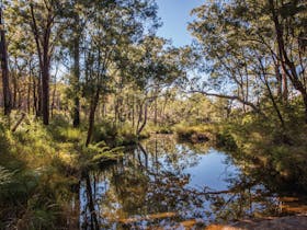 Quiet pool in creek fringed by open forest, Blackdown Tableland