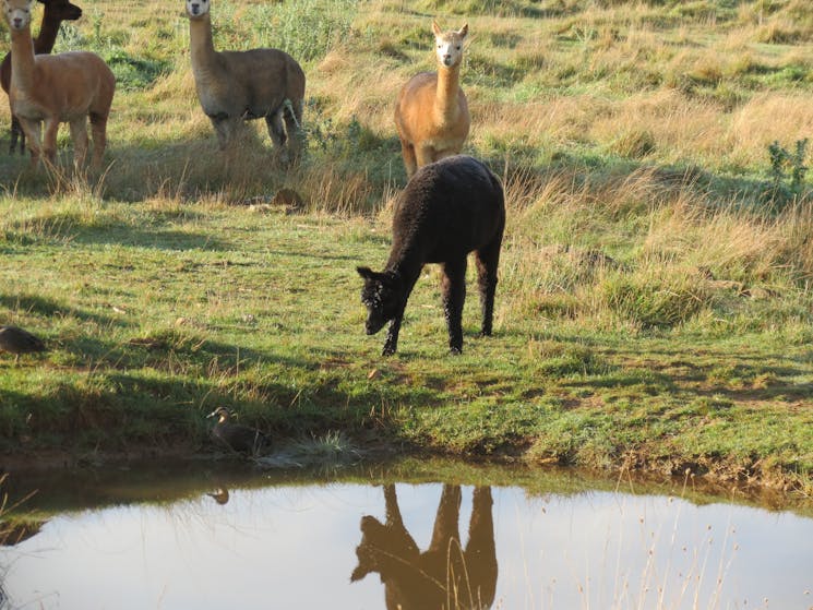 Reflection