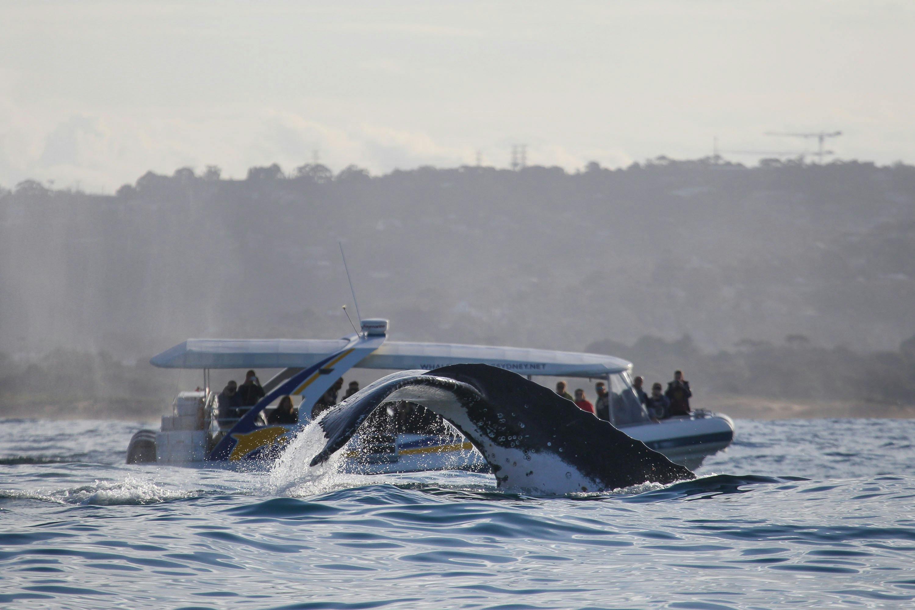 2시간 어드벤처 크루즈