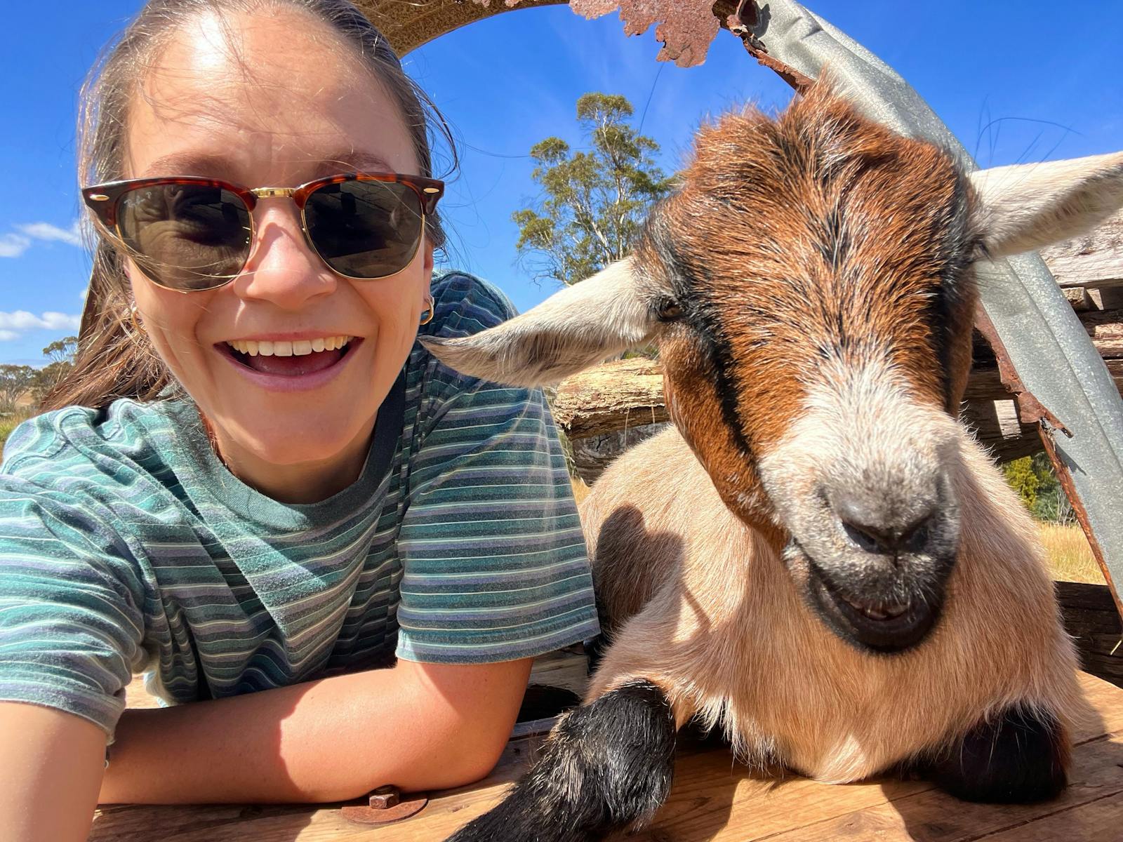 Pygmy goat