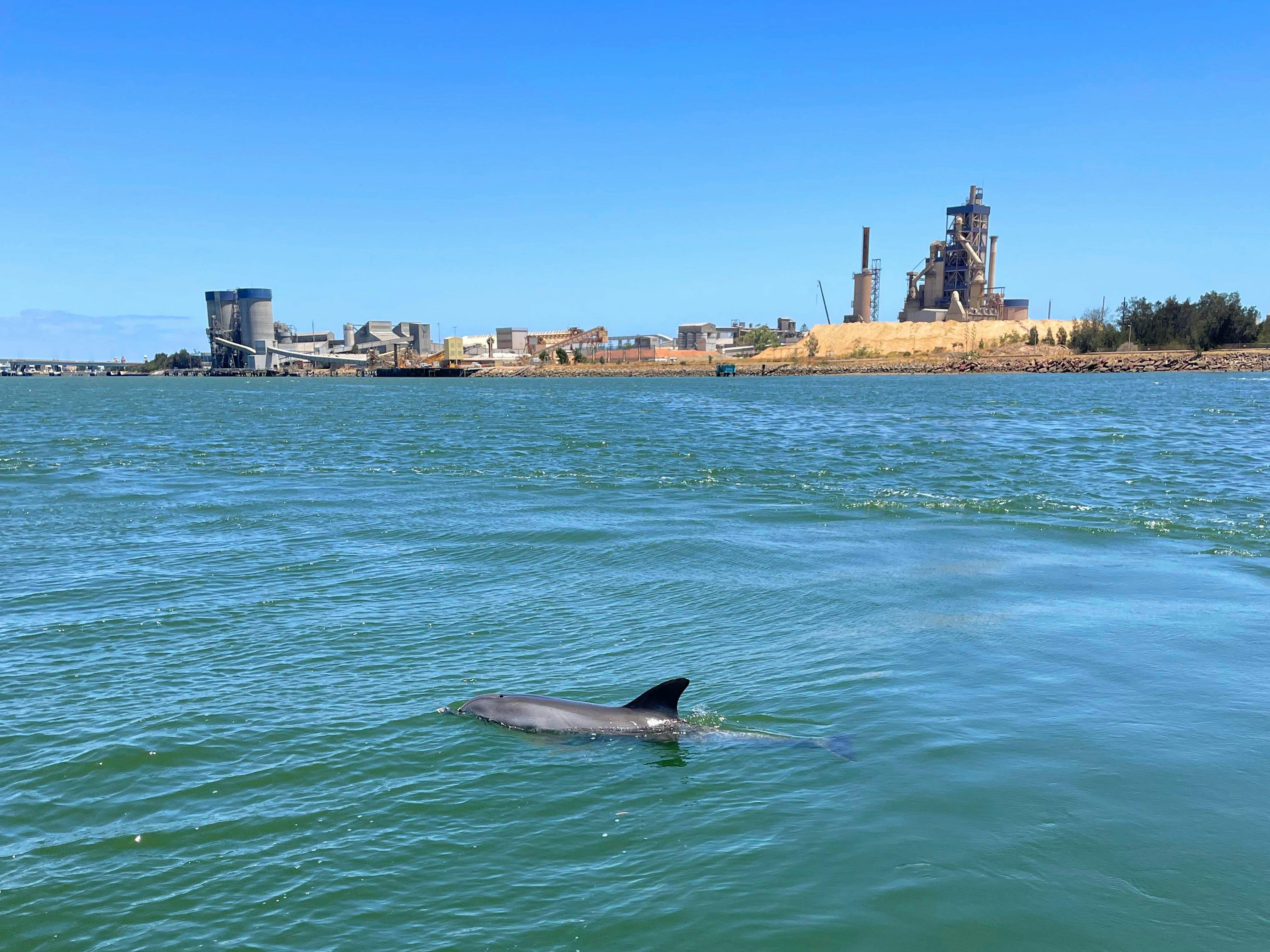 A bottlenose dolphin travels through the Adelaide Dolphin Sanctuary