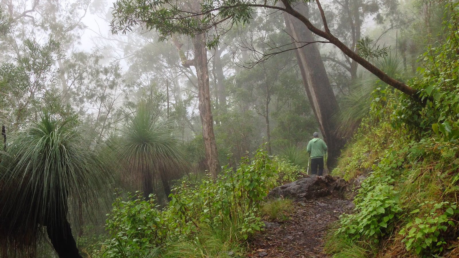 Mount Mitchell track, Main Range National Park