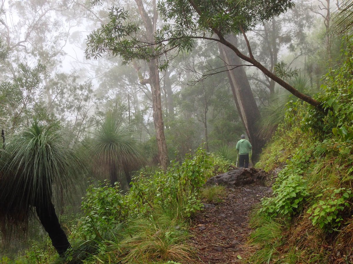 Walker on track in misty forest. Walker on track in misty forest.