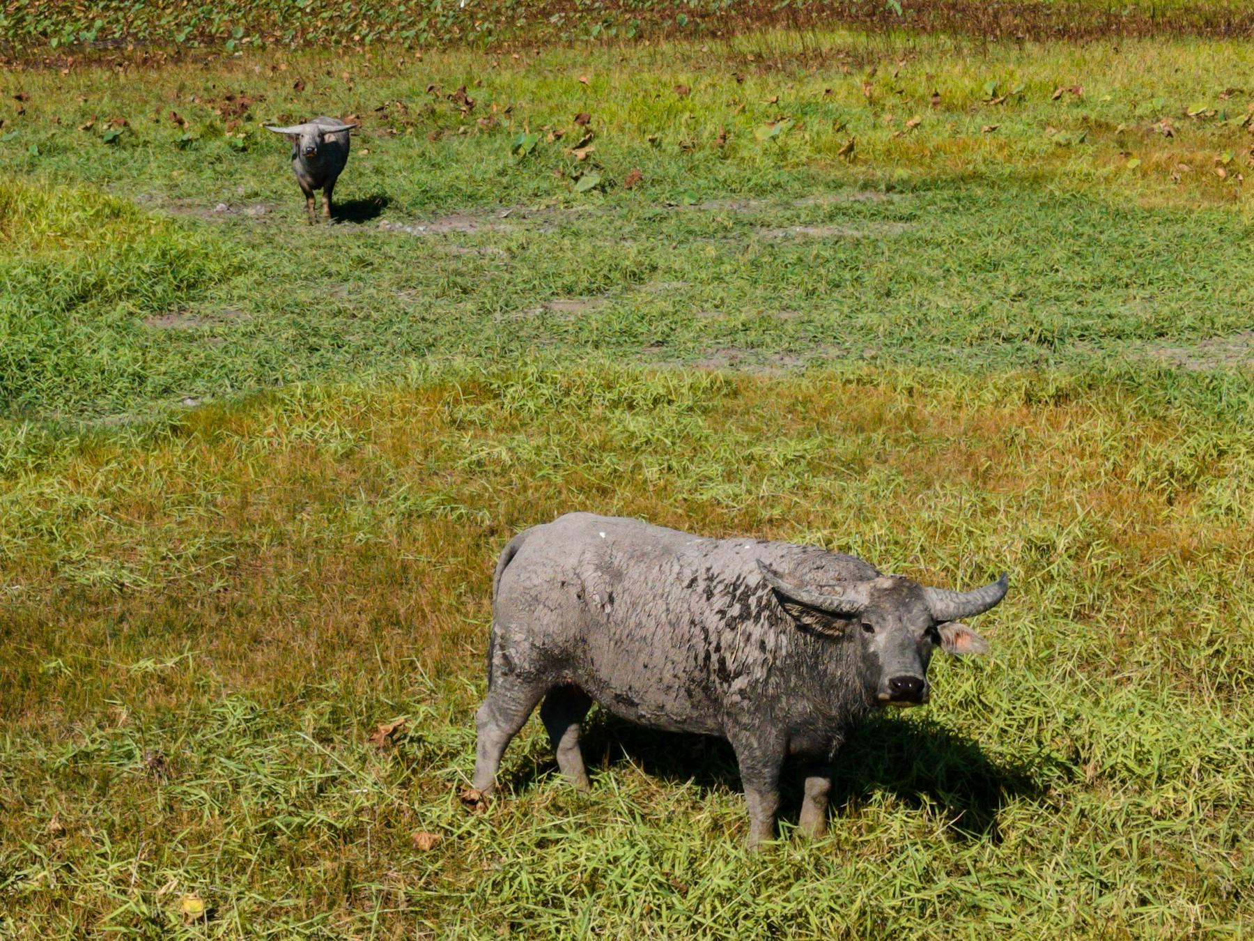 Buffalo on the floodplains