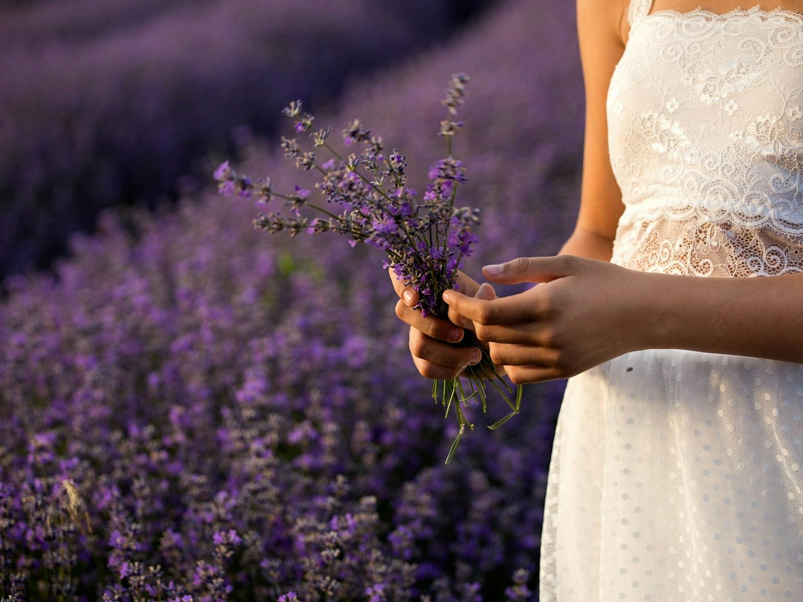 Lavender Farm NSW