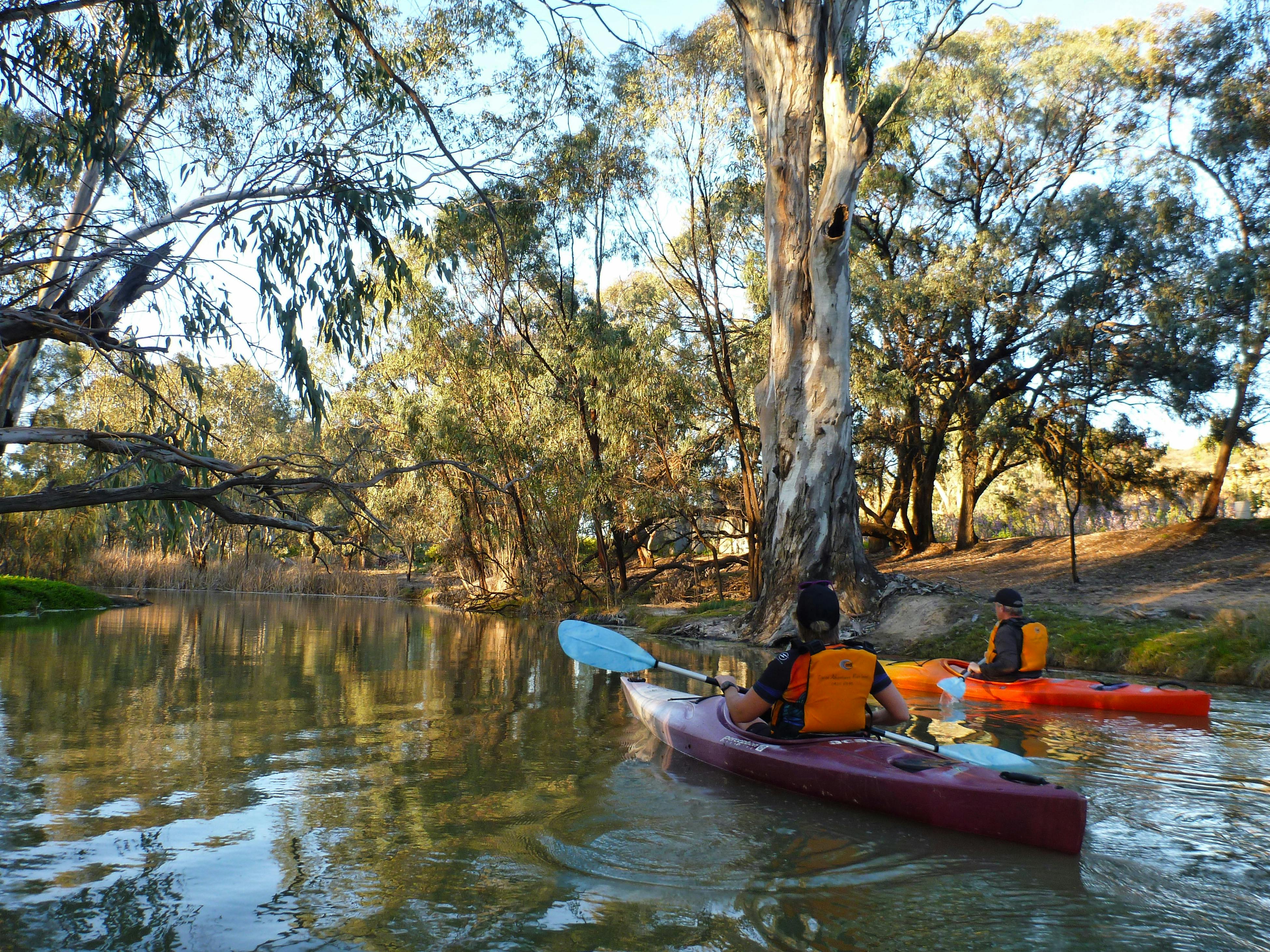 In the late afternoon light 2 kayakers head down a narrow shaded creek past a huge redgum tree.