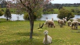 Clearview Alpacas