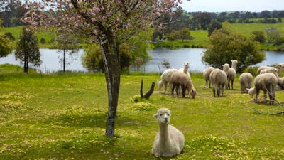 Relaxing under a tree