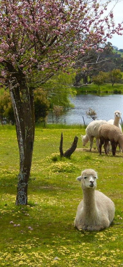Relaxing under a tree