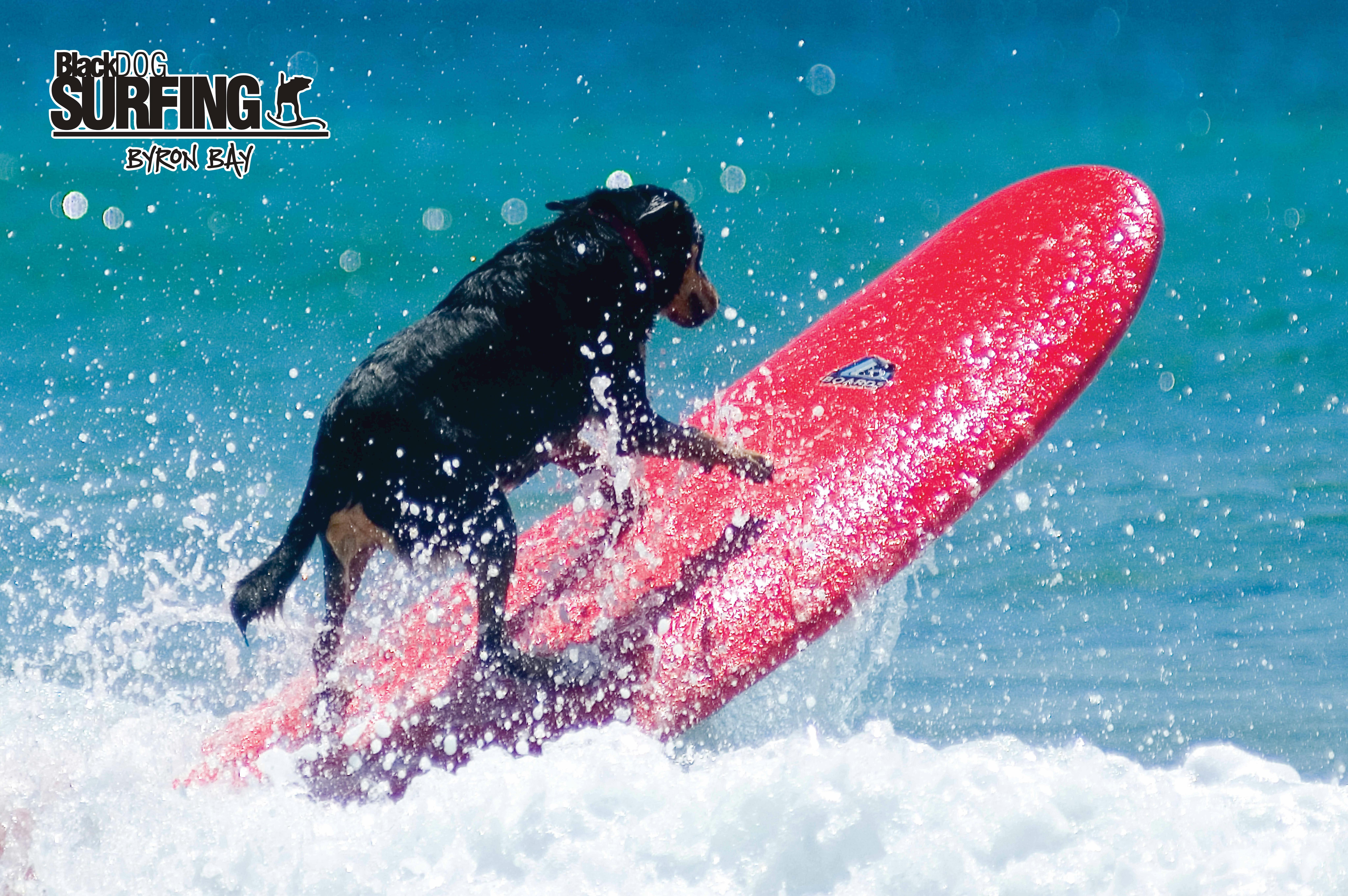Blackdog Surfing Surfschule