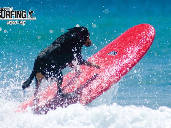 Blackdog Surfing Surf School