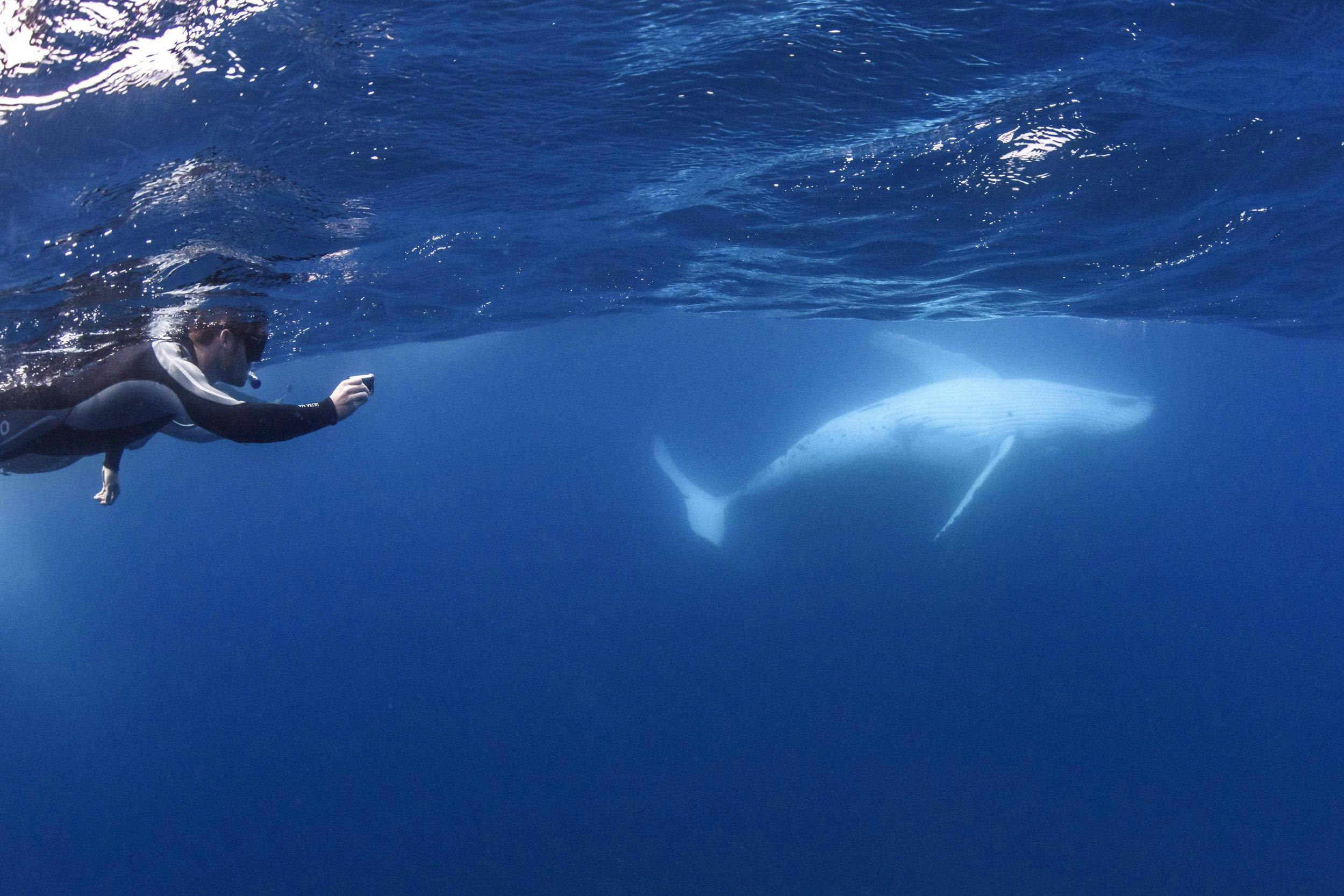 Swimmer photographing a humpback whale during an encounter