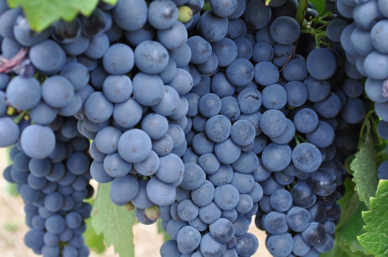 Barossa Valley Wine Tours