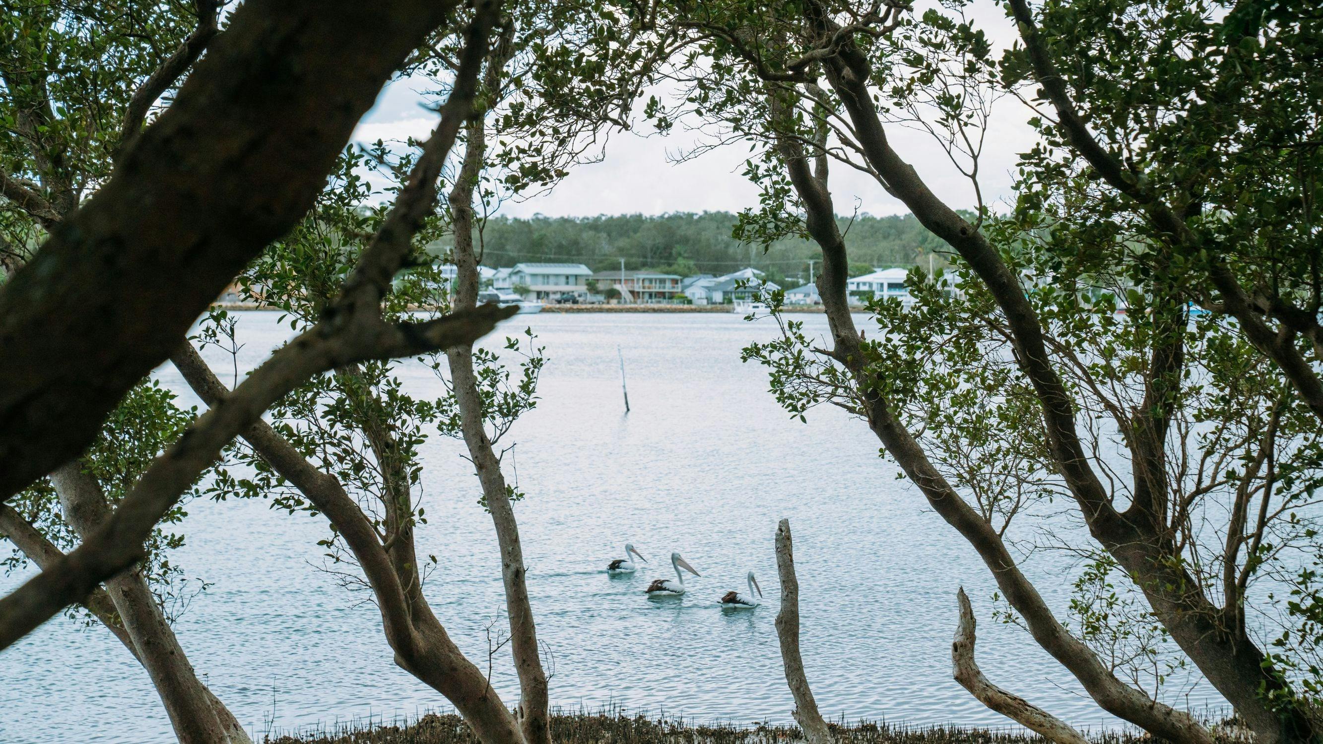 Pelicans on the water from the walk
