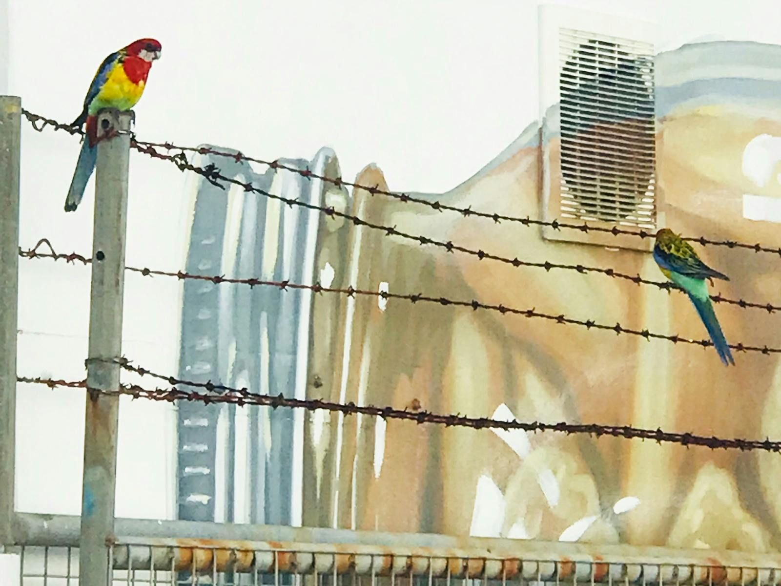 Eastern Rosellas admiring the mural