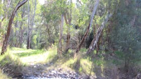 Ian Geddes Bushwalk