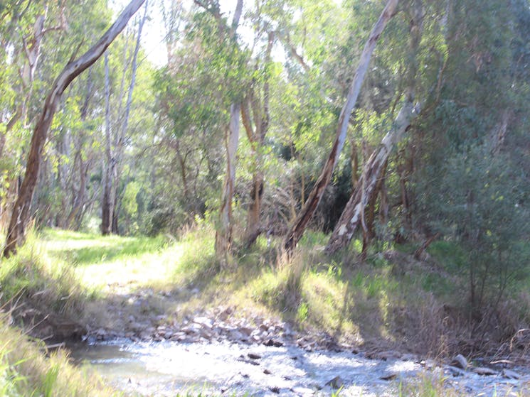 Ian Geddes Bushwalk