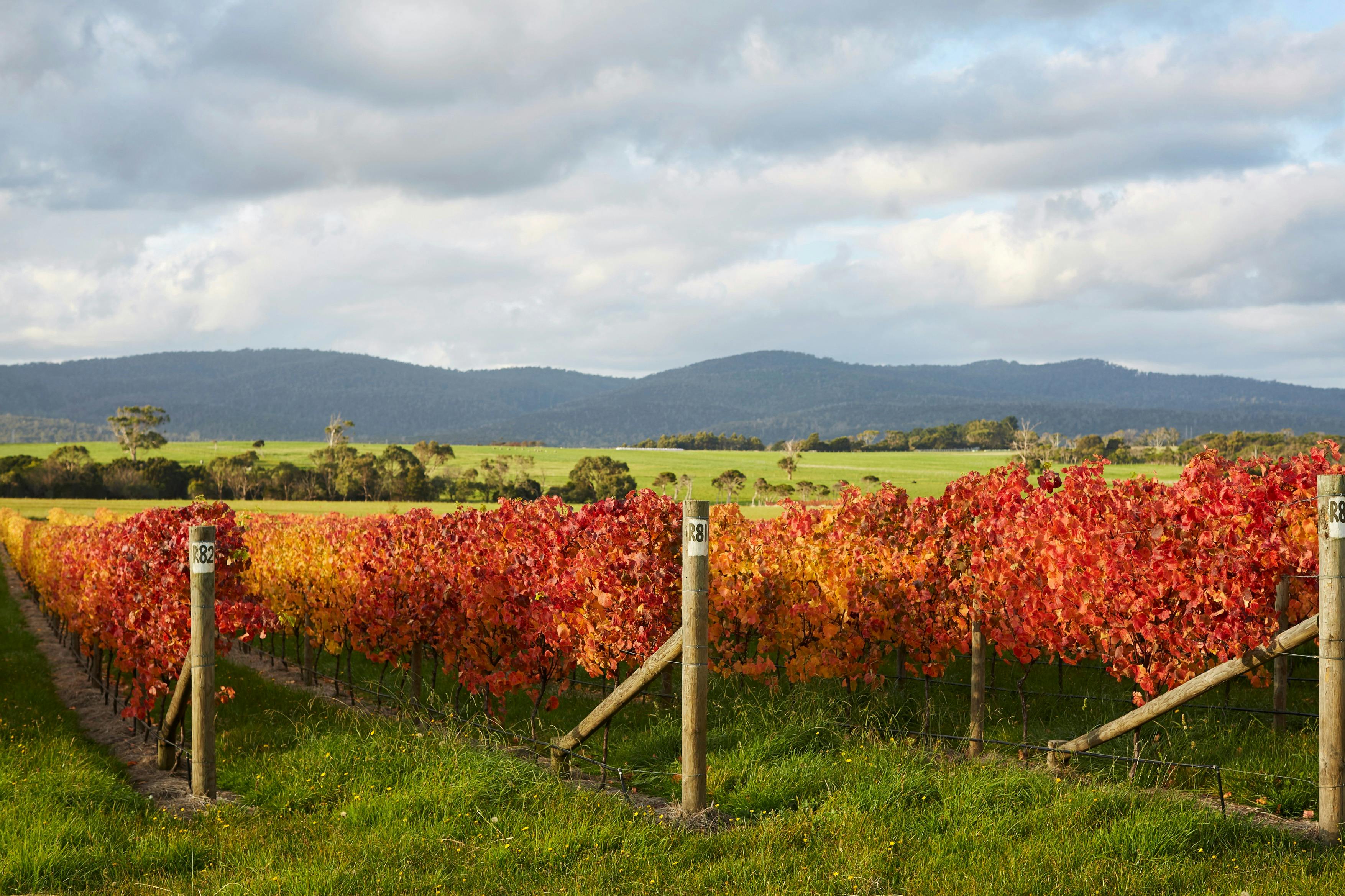 Westella Vineyard and Tippogoree Hills