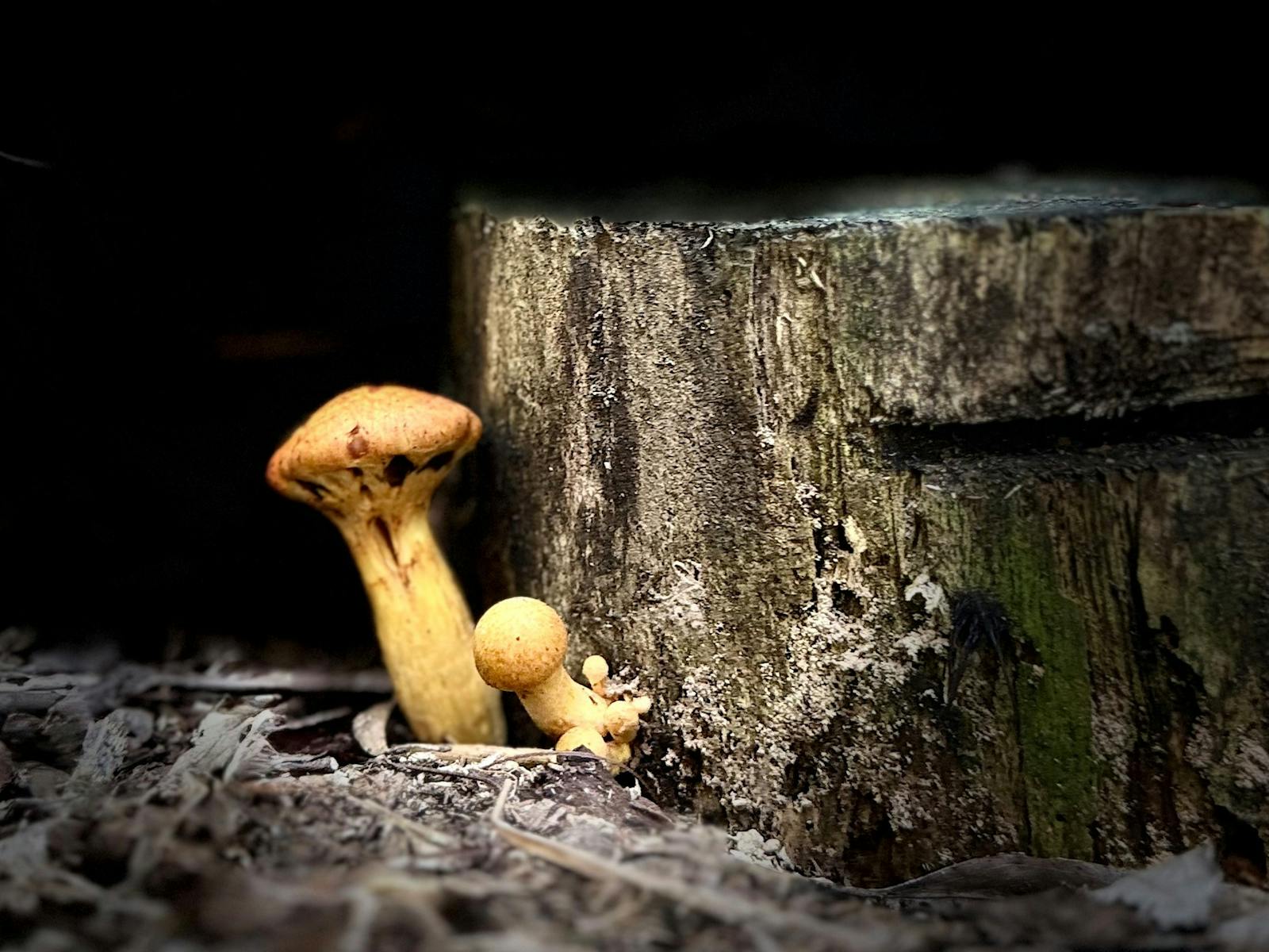Cream fungi on stump