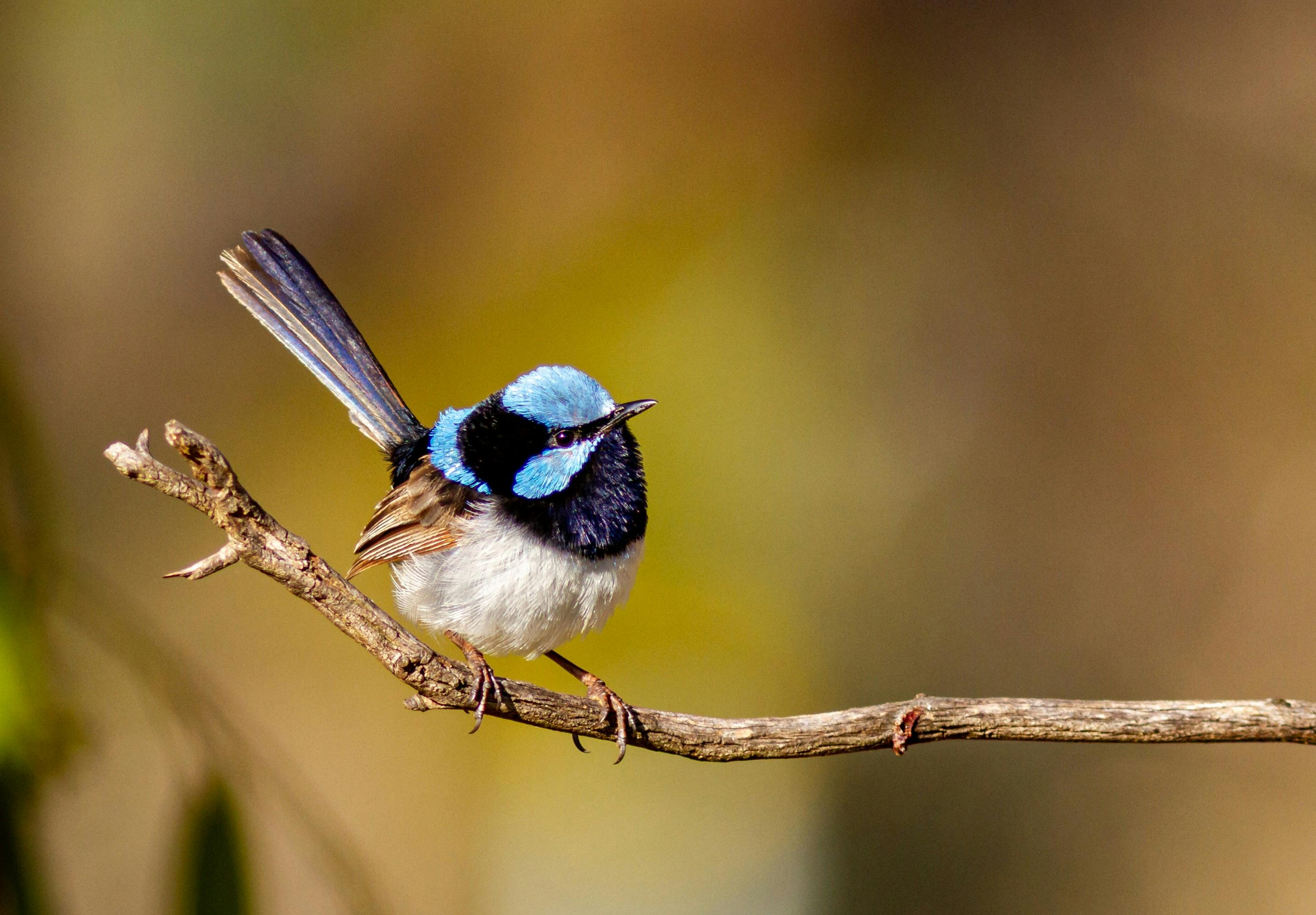 Birdwatching, Bushwalking, Boundary Road Reserve