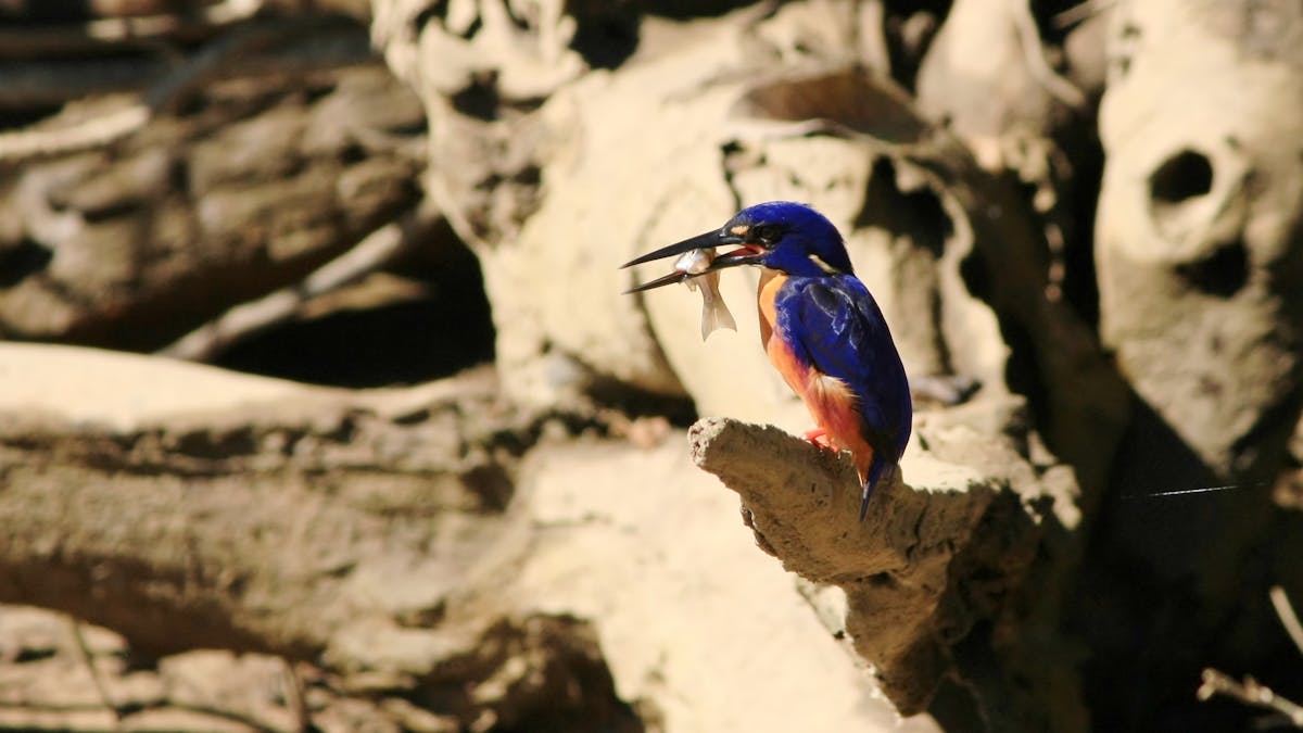 Azure Kingfisher