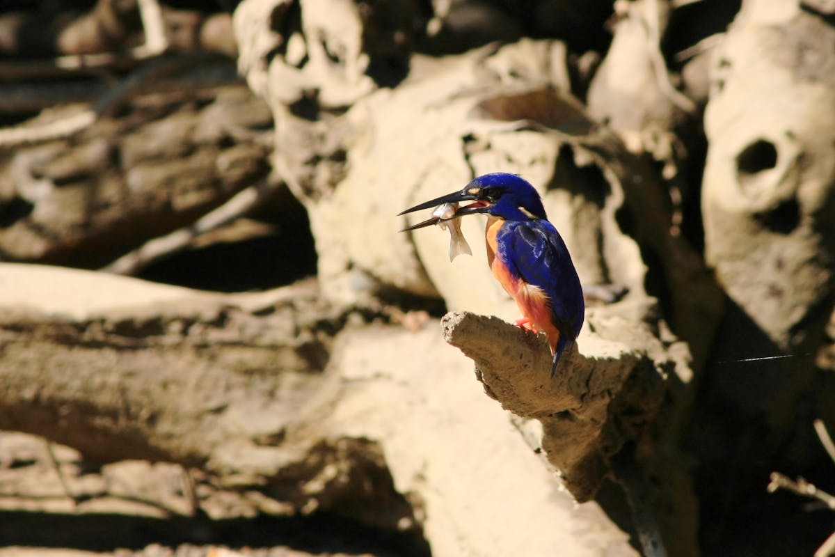 Azure Kingfisher