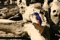 Azure Kingfisher