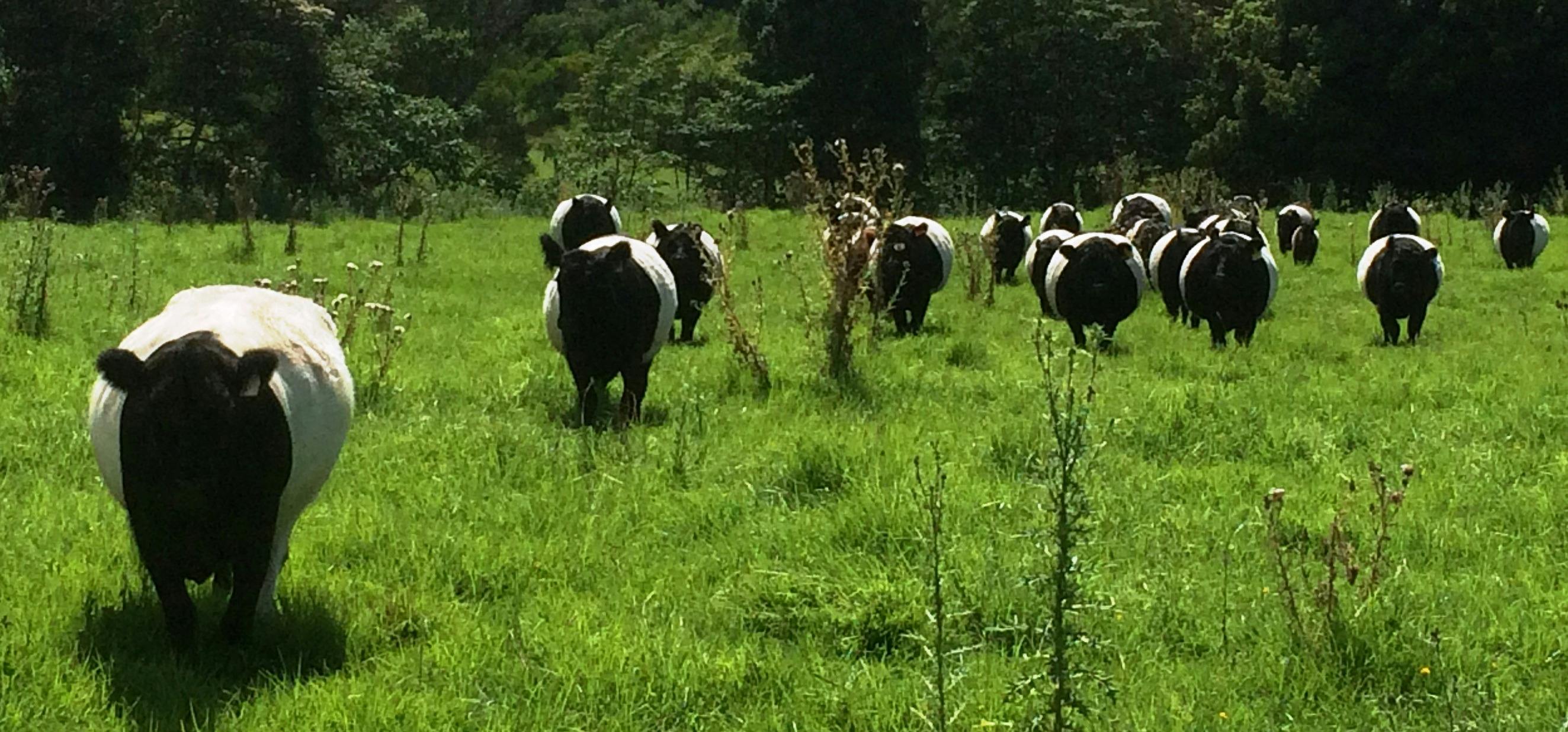 Our Belted Galloway in the paddock