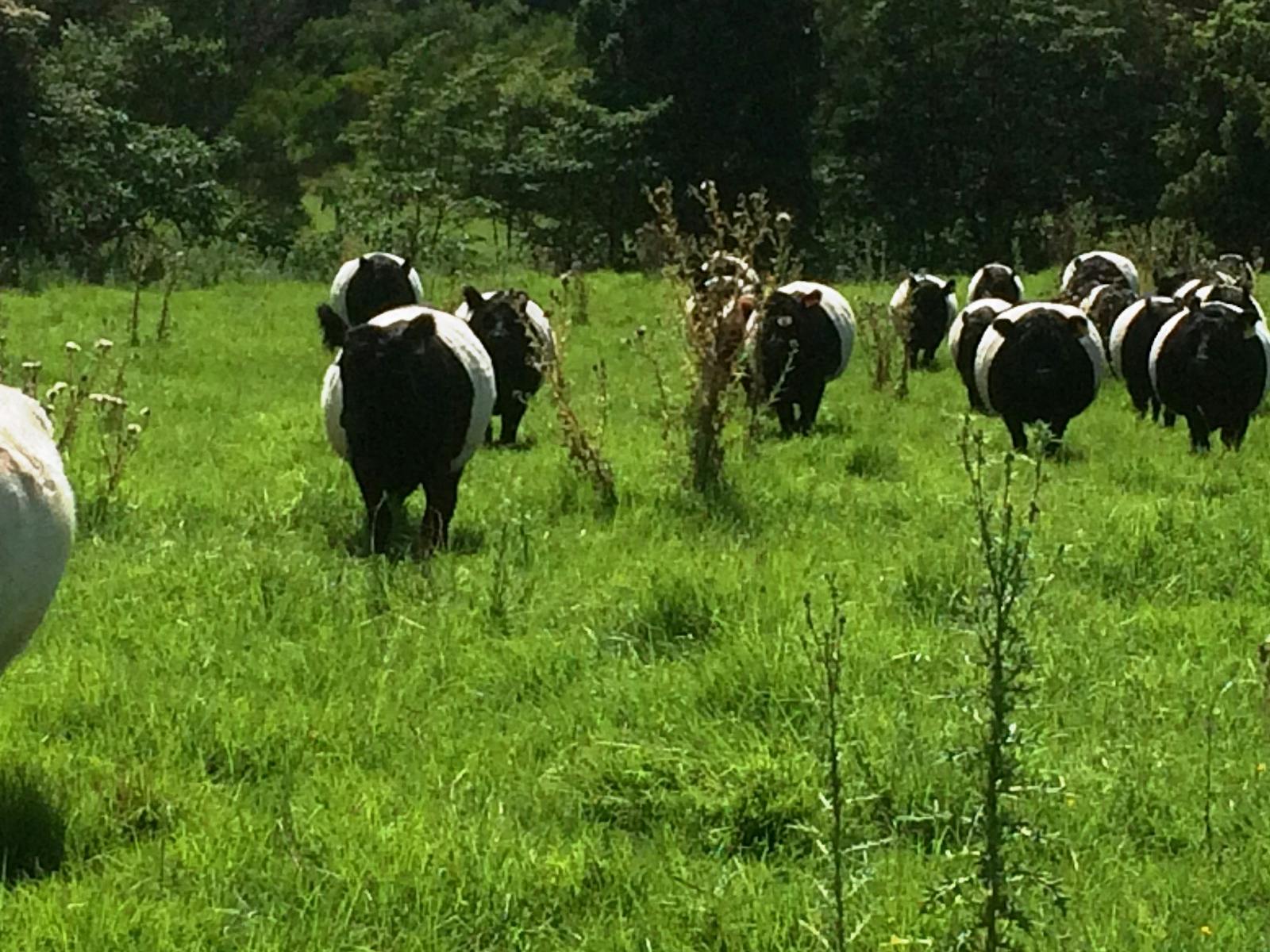 Our Belted Galloway in the paddock
