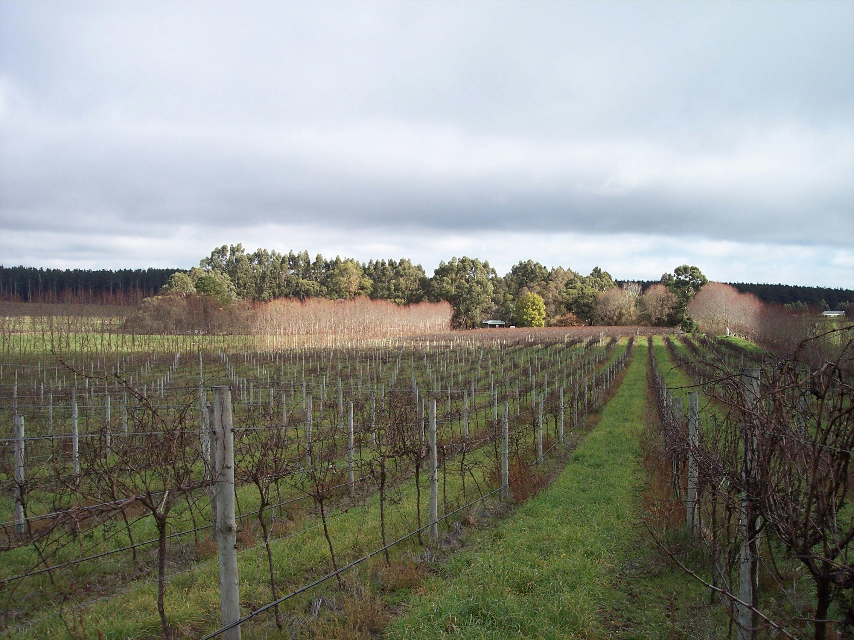 Caroline Hills Winery