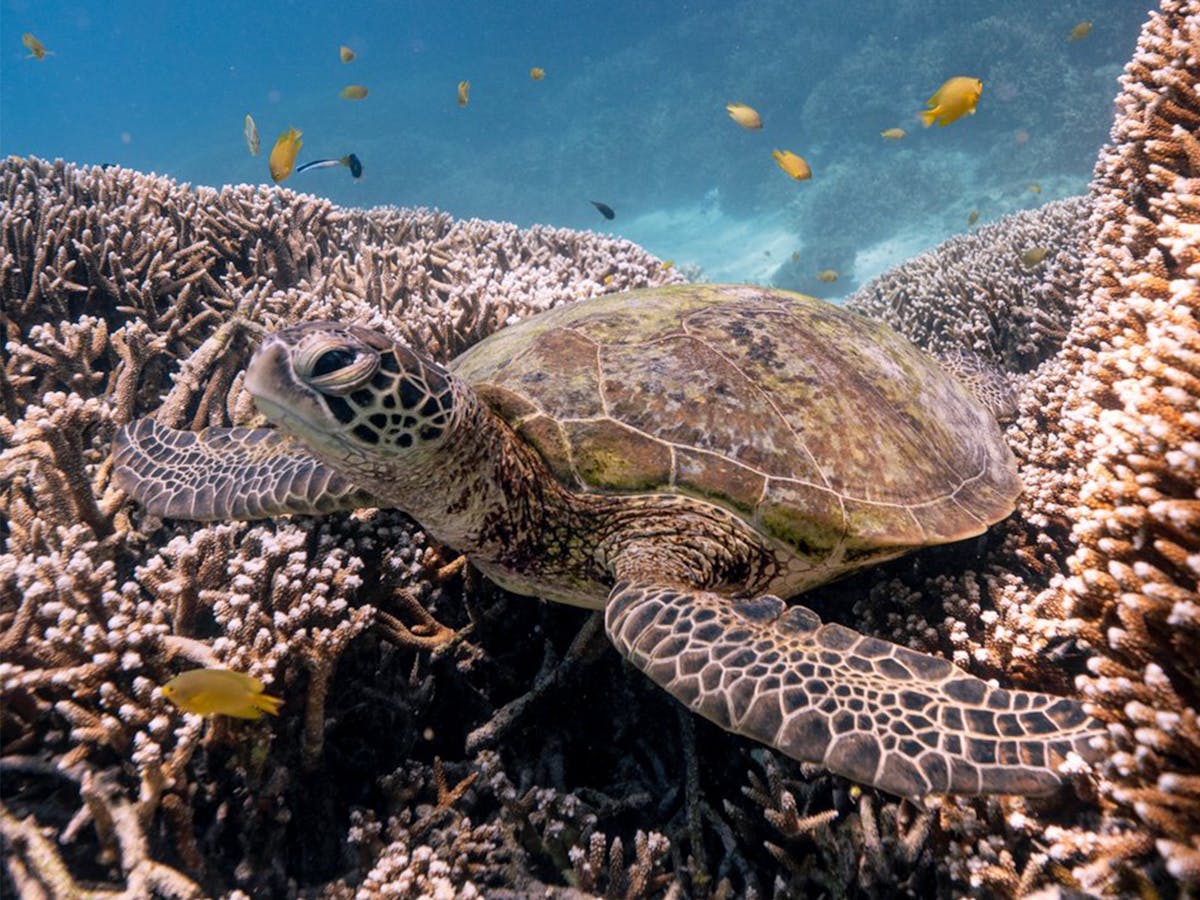Lady Musgrave Island