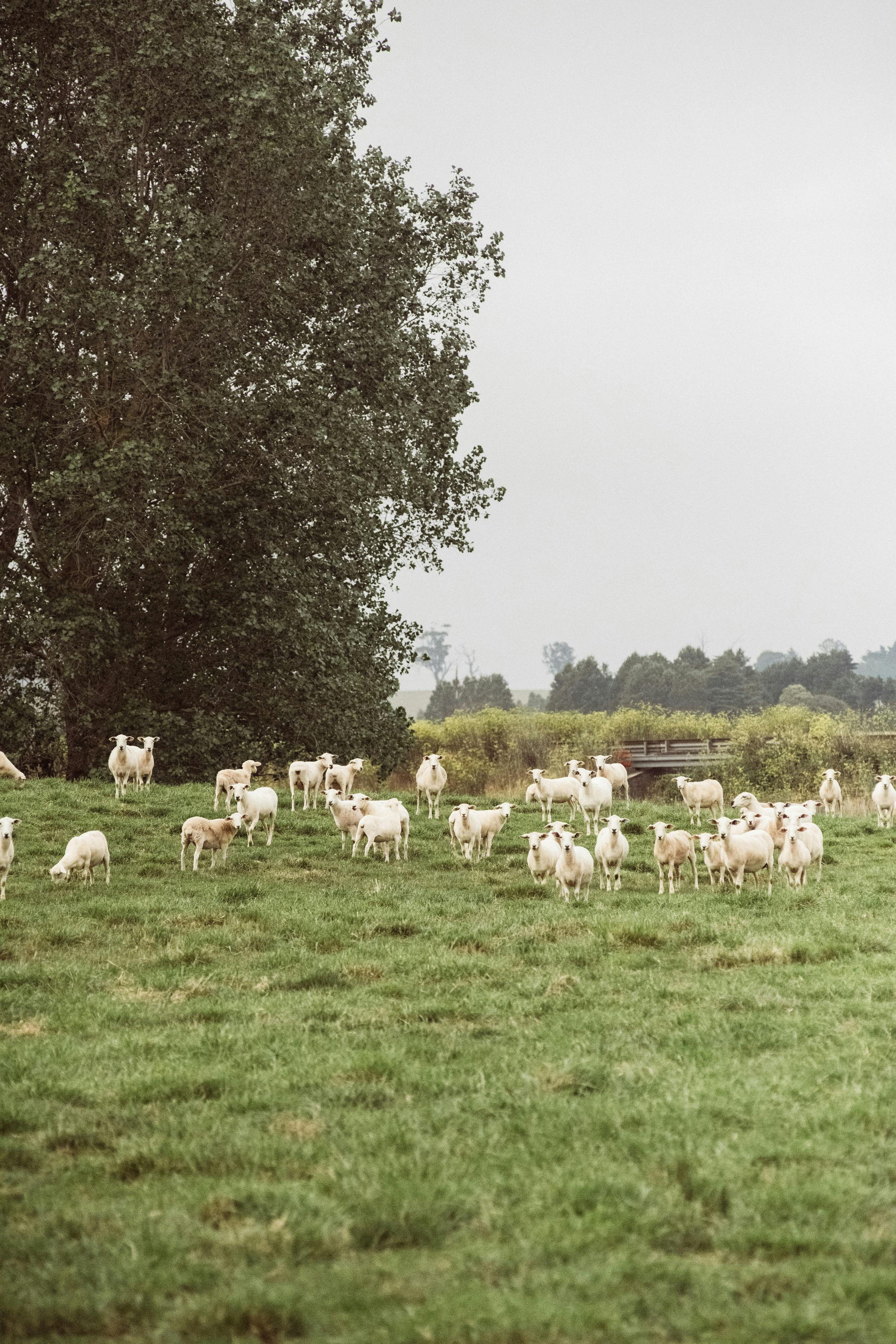 Regenerative farming bringing fresh, seasonal food from our farm to your table.