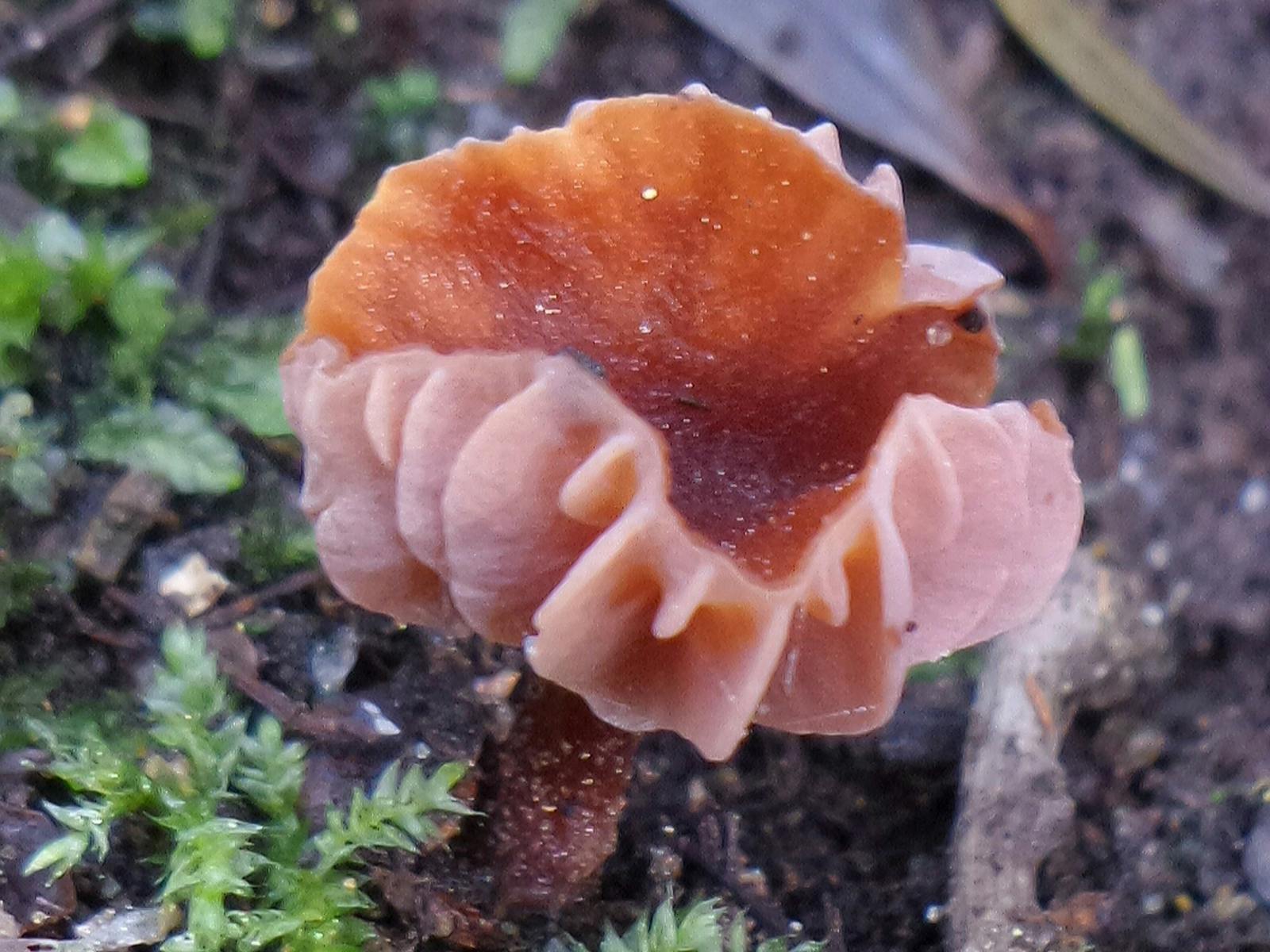 Fungi on Dooleys Hill