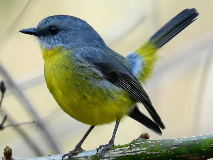 Eastern Yellow Robin