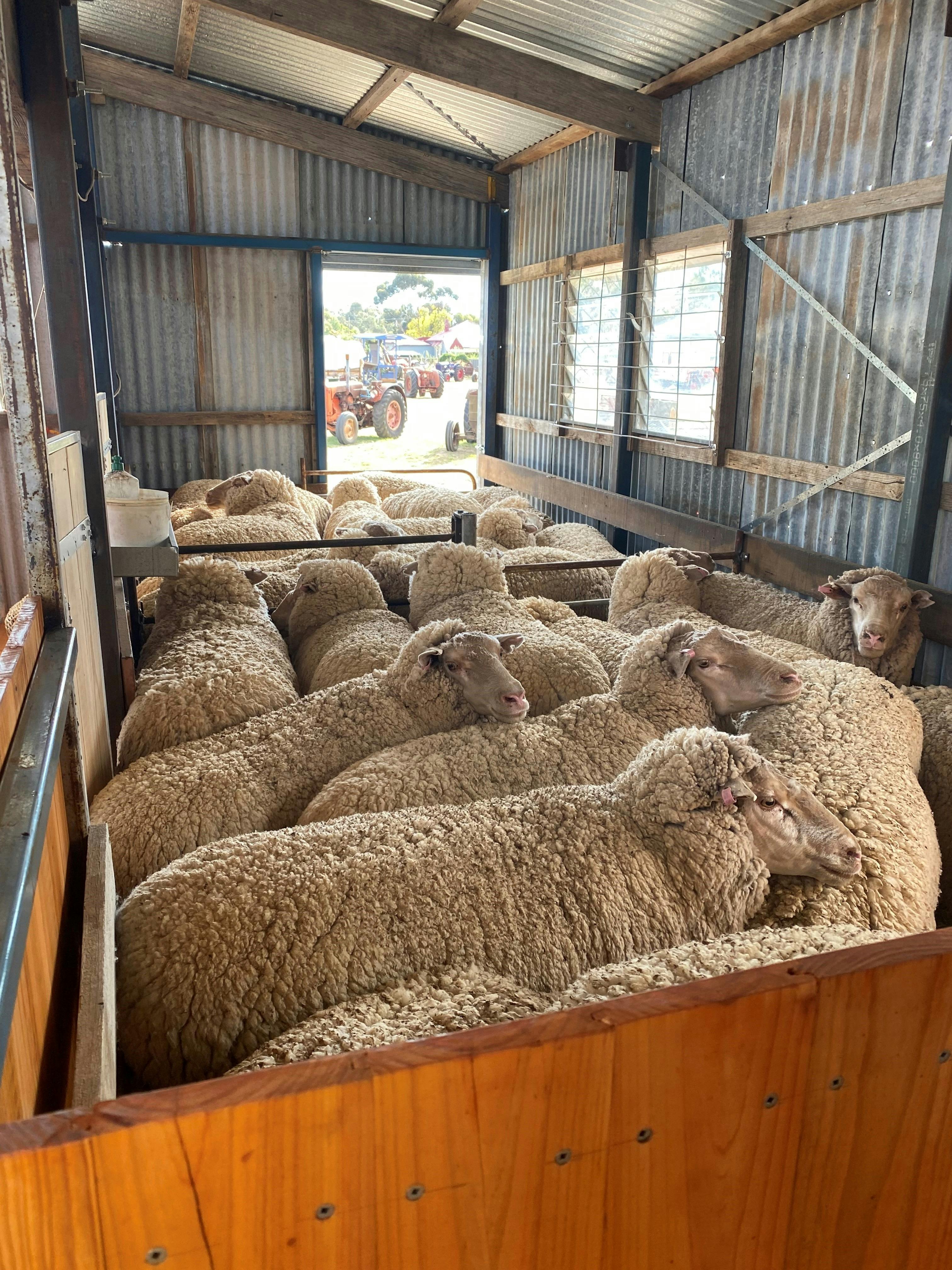 Sheep