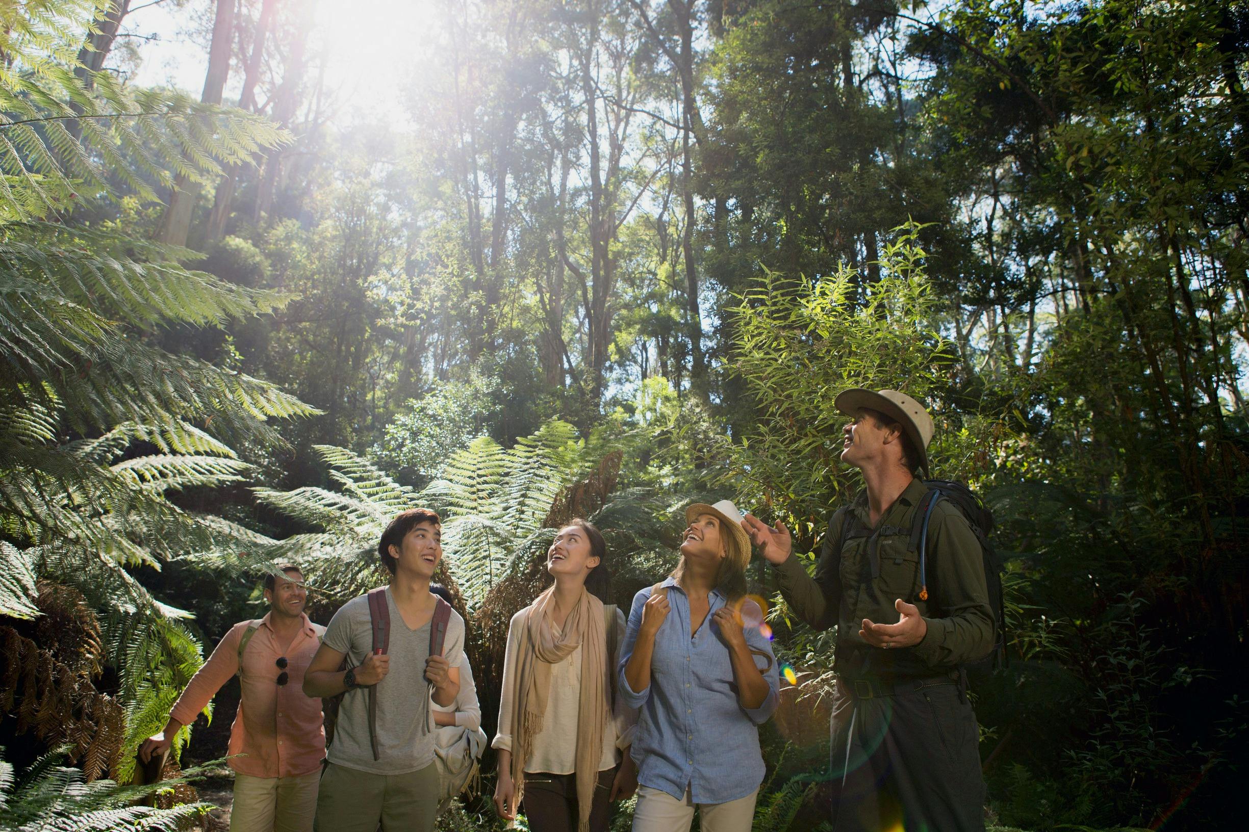 Autopia group tour along the Great Ocean Road Rainforest