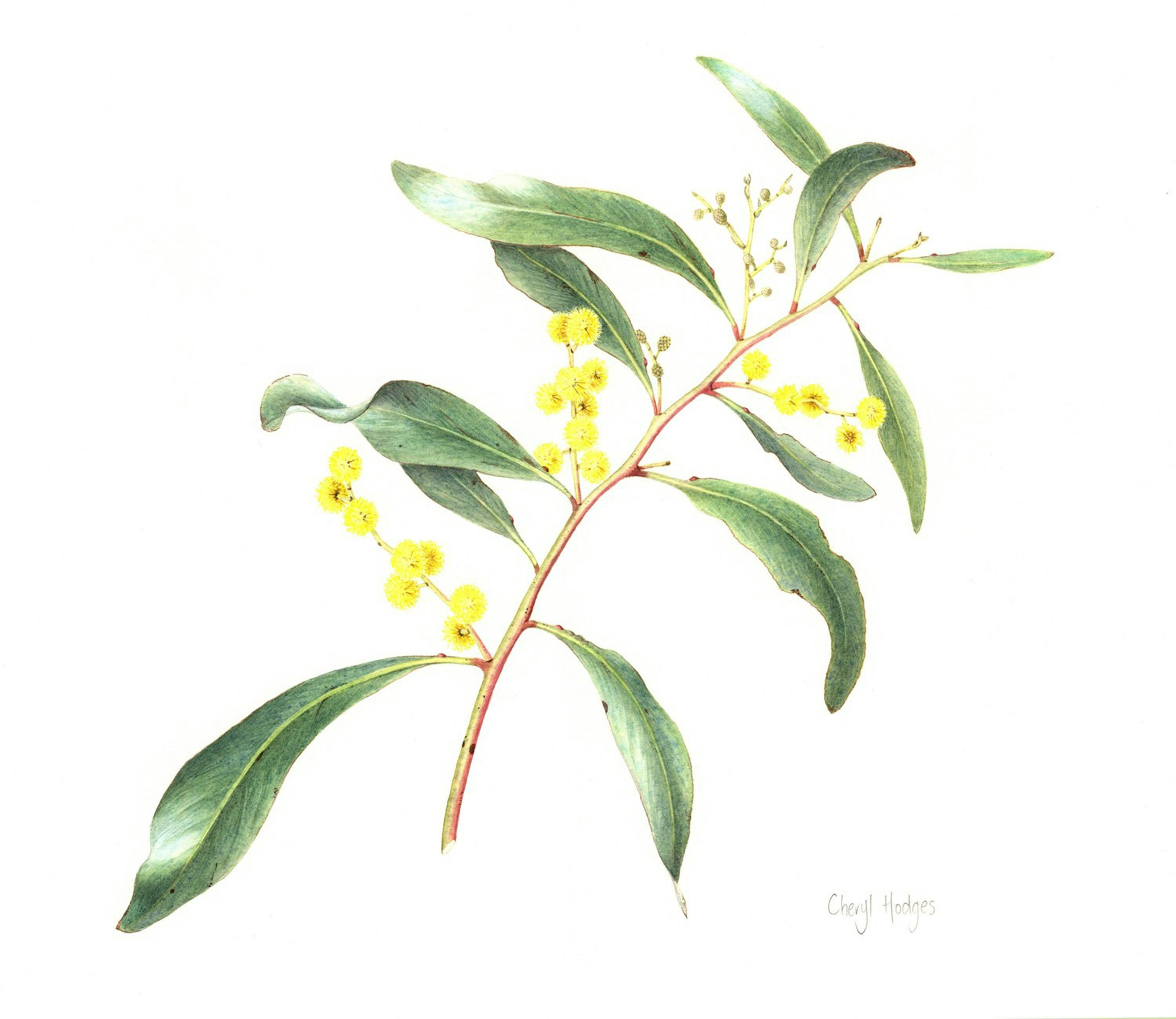 A watercolour painting of a wattle stem in bloom