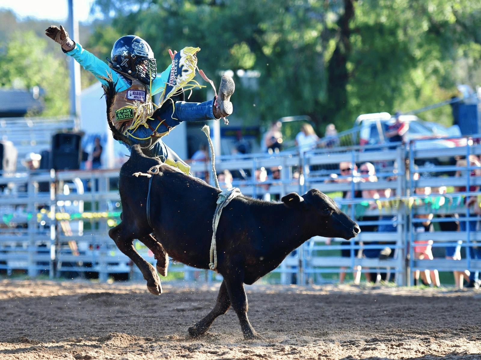 Bull rider competing in the Mudgee Rodeo arena in front of spectators.