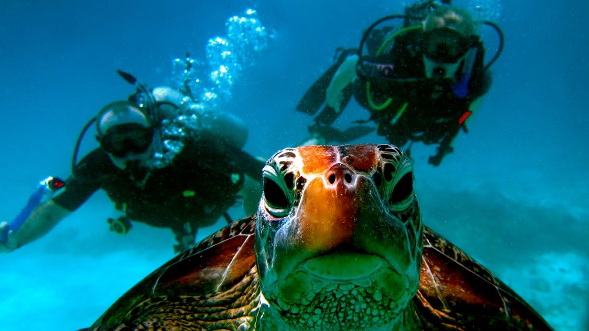 Divers with turtle