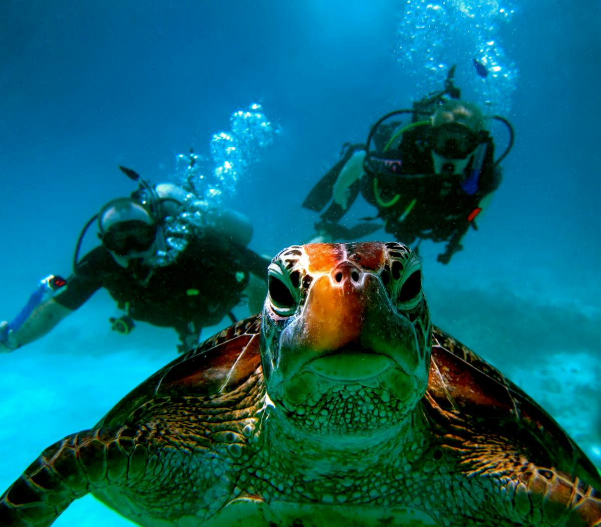 Divers with turtle