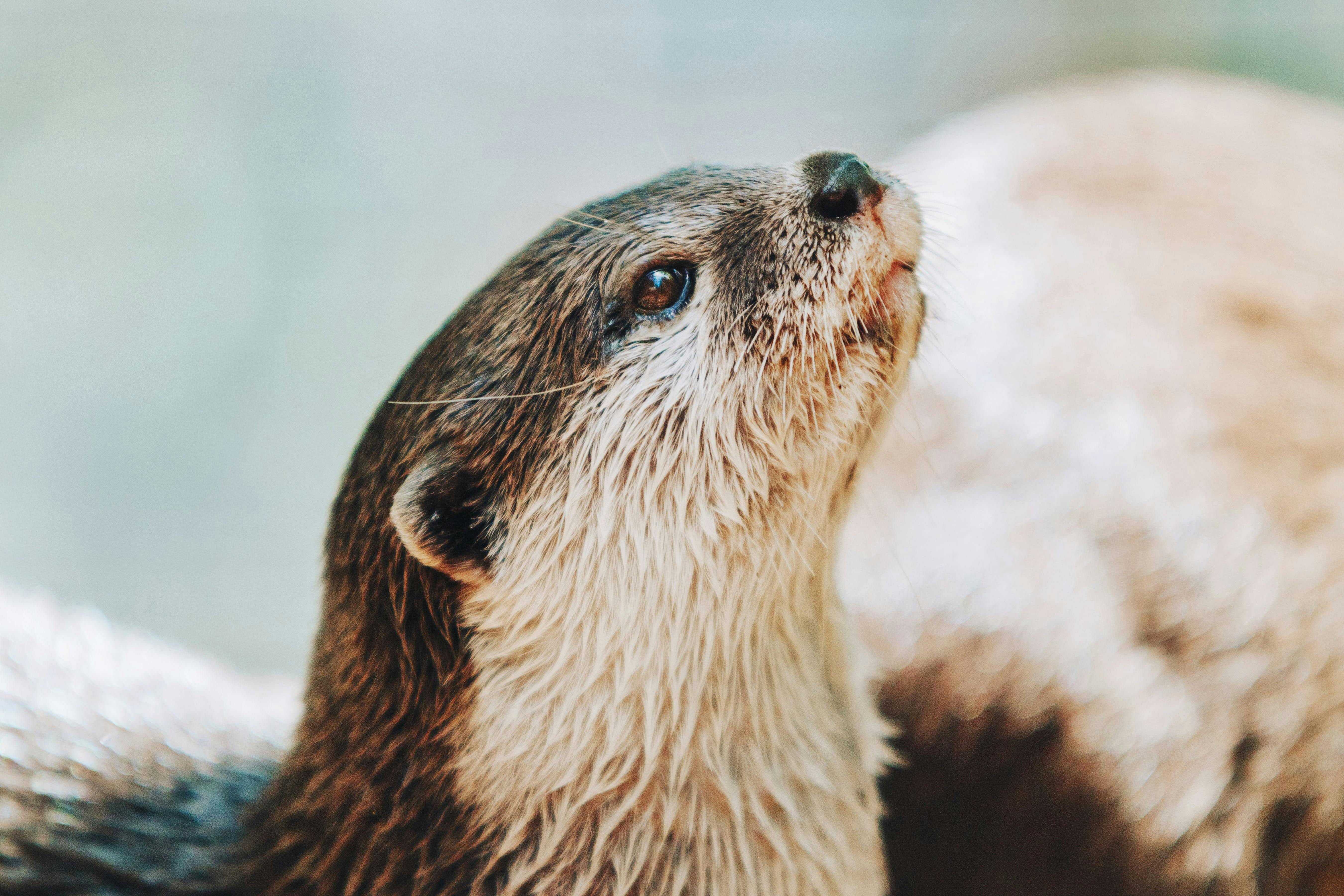 Close up of an otters face