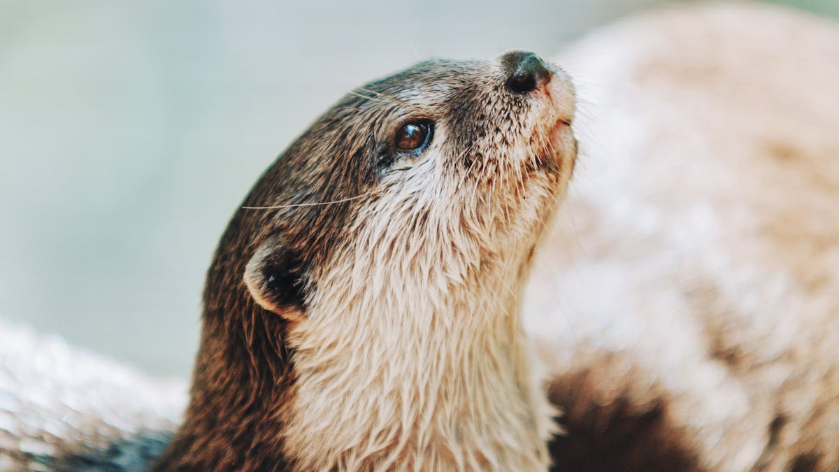 Close up of an otters face