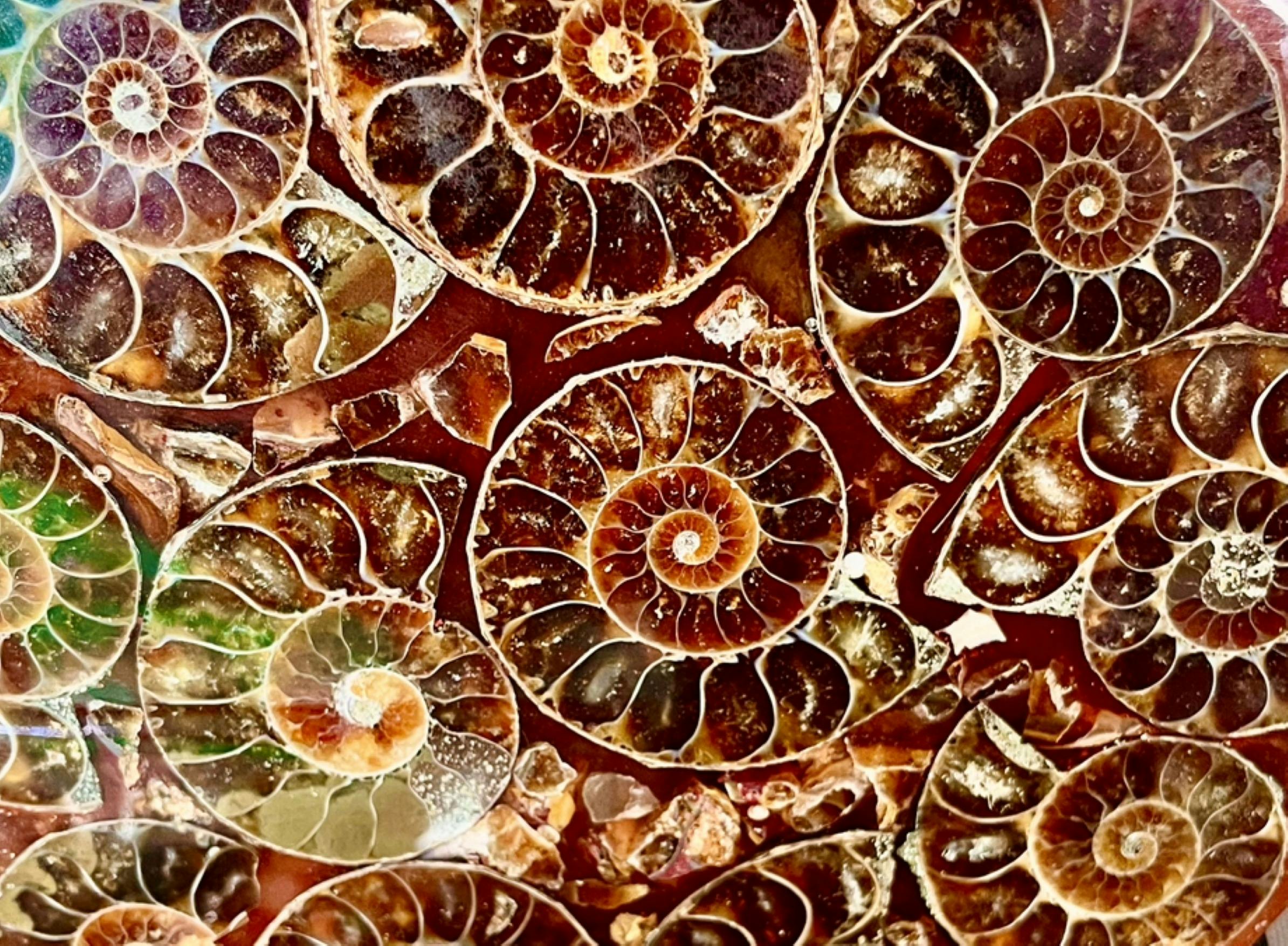 Fantastic fossils, crystals and rocks