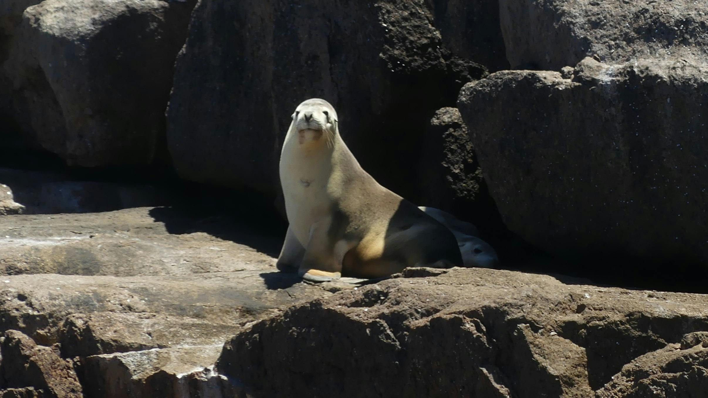 Australian Sea Lions South Australia haul out location