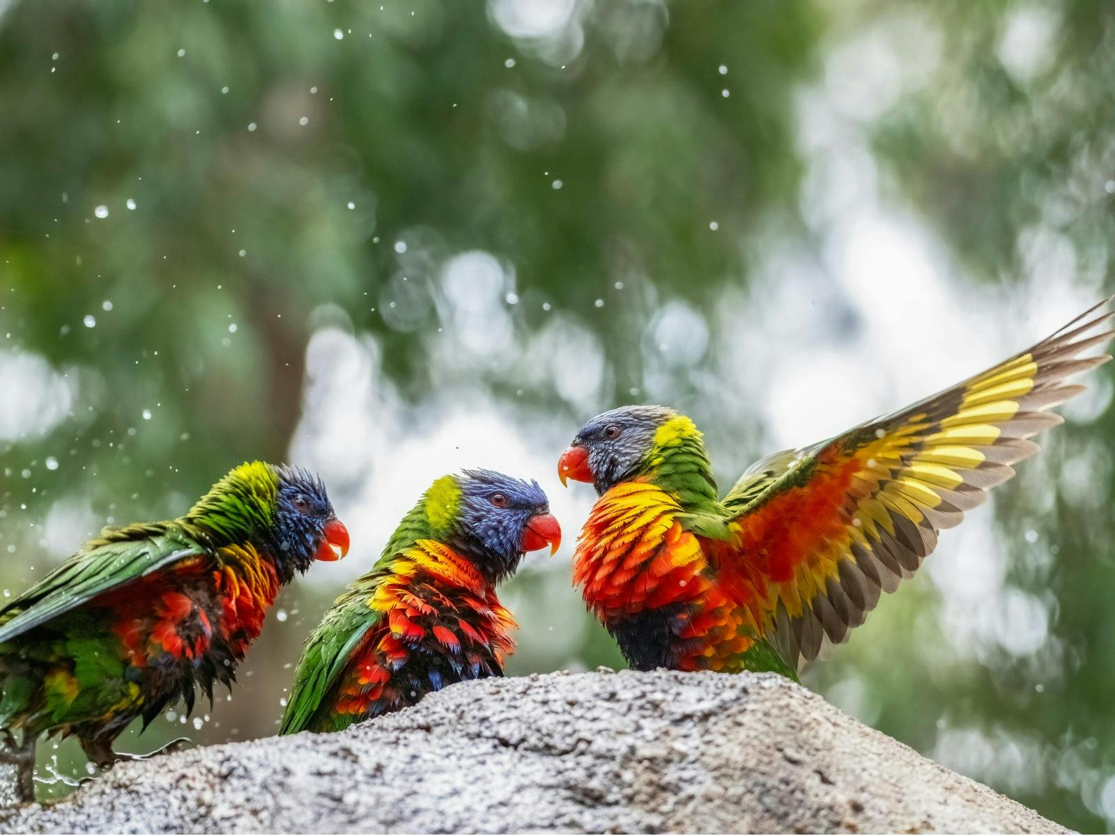 Colourful and cute Rainbow Lorikeets