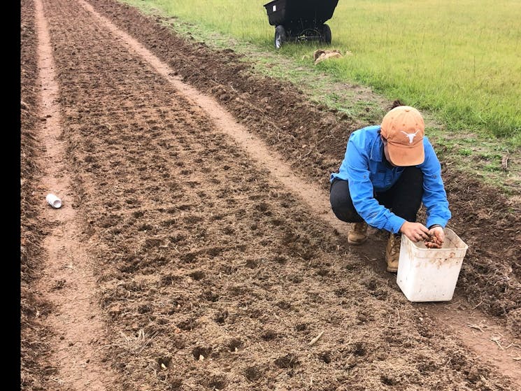 Garlic planting in the Capertee Valley