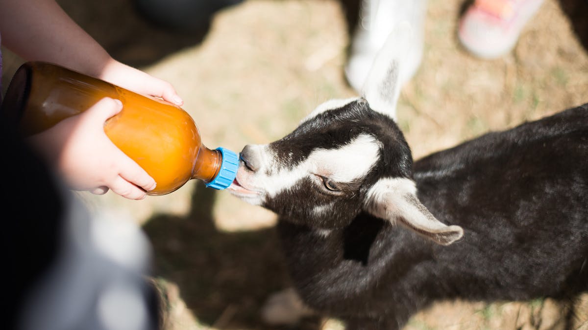 Bottle feeding a black and white goat kid.